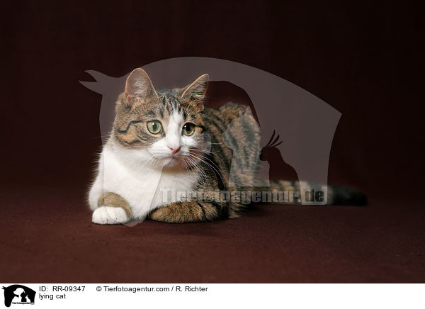 lying cat / RR-09347