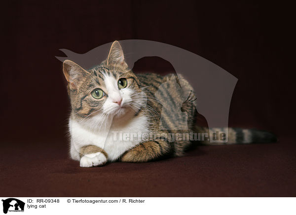liegende Katze / lying cat / RR-09348