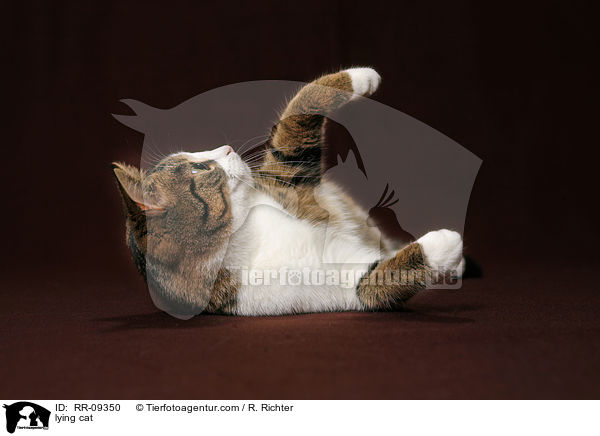 liegende Katze / lying cat / RR-09350