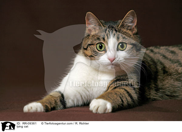 liegende Katze / lying cat / RR-09361