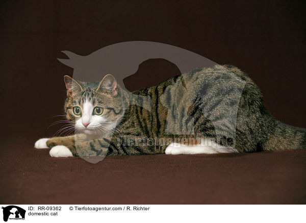 Katze / domestic cat / RR-09362