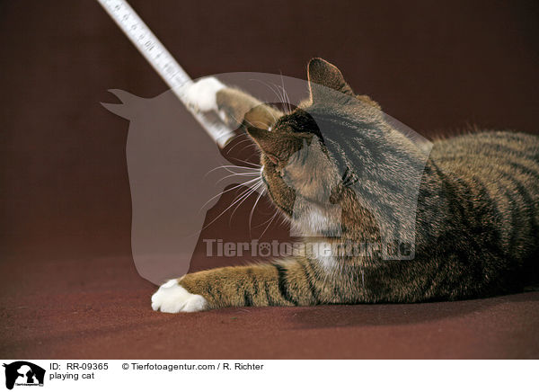 spielende Katze / playing cat / RR-09365