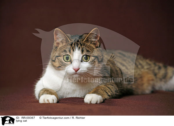 liegende Katze / lying cat / RR-09367