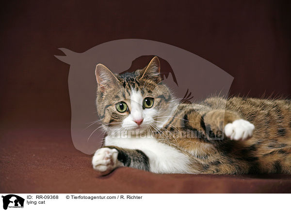 liegende Katze / lying cat / RR-09368