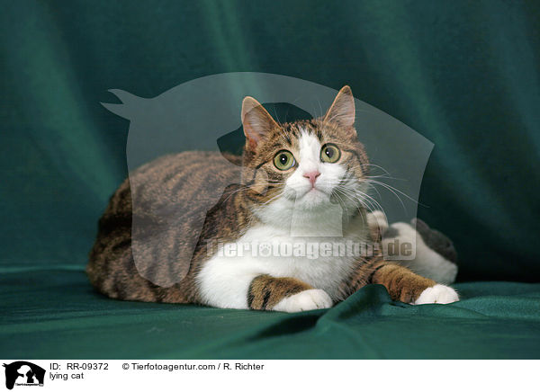 liegende Katze / lying cat / RR-09372