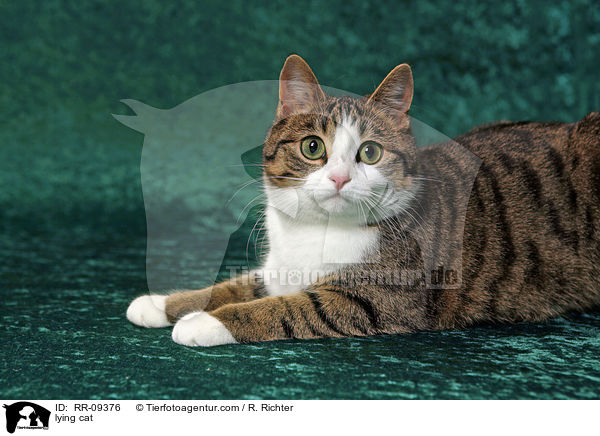 liegende Katze / lying cat / RR-09376