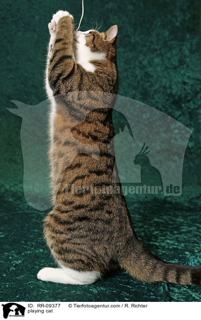 spielende Katze / playing cat / RR-09377