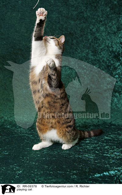 spielende Katze / playing cat / RR-09378