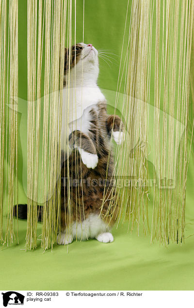spielende Katze / playing cat / RR-09383