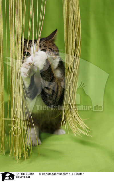 spielende Katze / playing cat / RR-09385