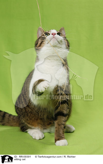 sitting cat / RR-09391