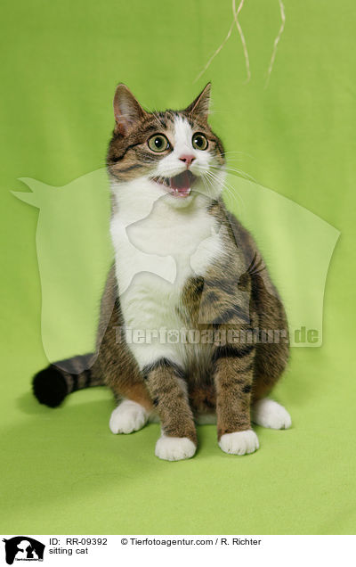 sitting cat / RR-09392