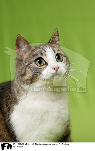 cat head / RR-09393