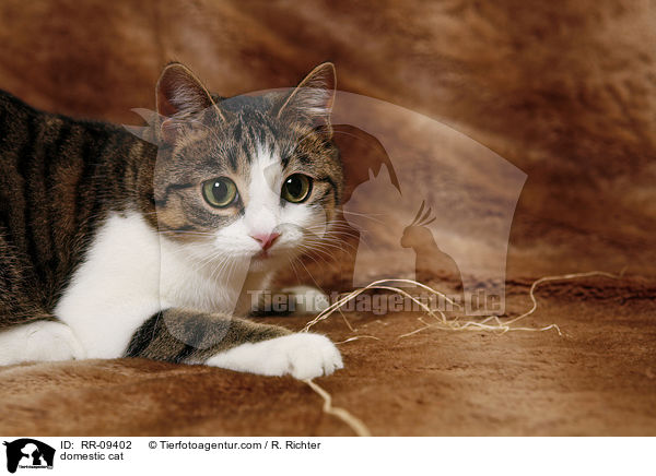 domestic cat / RR-09402