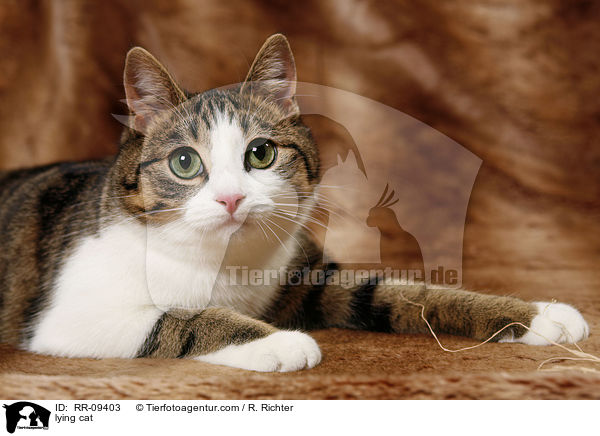 lying cat / RR-09403