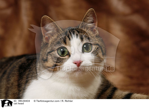 cat head / RR-09404