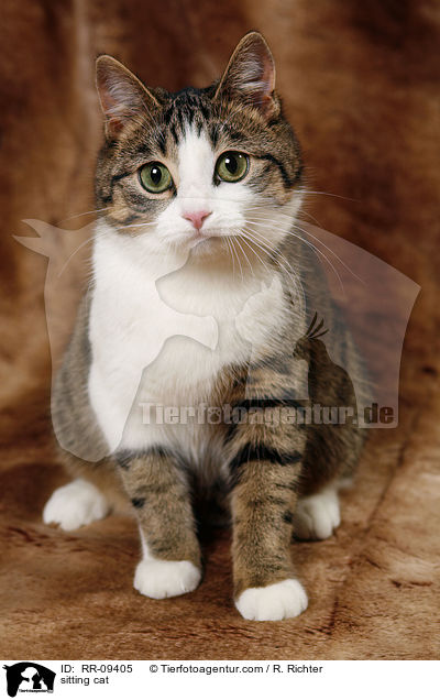 sitting cat / RR-09405