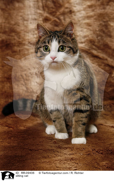 sitzende Katze / sitting cat / RR-09406