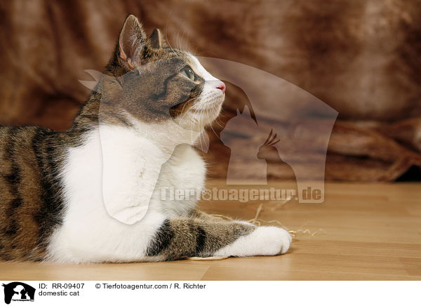 Katze / domestic cat / RR-09407
