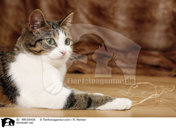 domestic cat / RR-09408