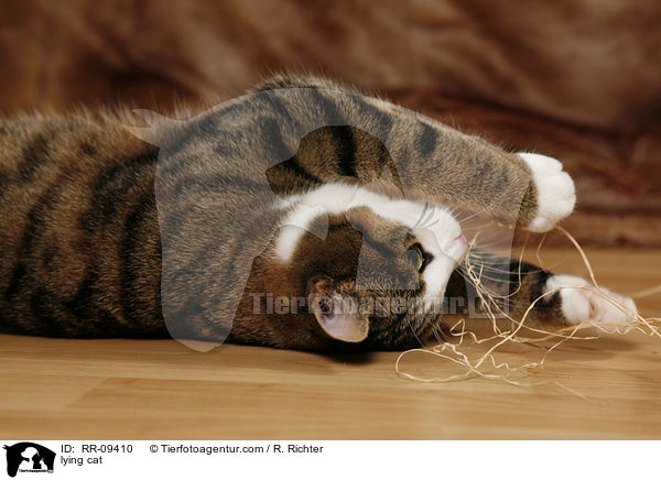 lying cat / RR-09410