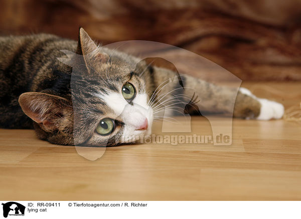 lying cat / RR-09411