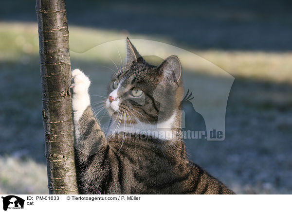 Krallen wetzende Katze / cat / PM-01633