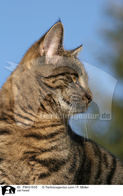 Katze im Portrait / cat head / PM-01635