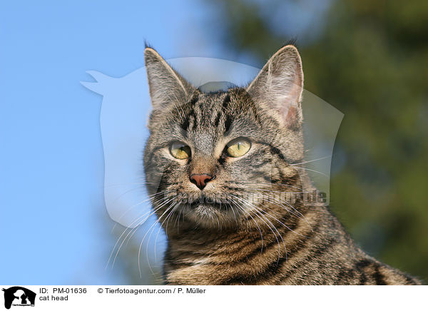 cat head / PM-01636