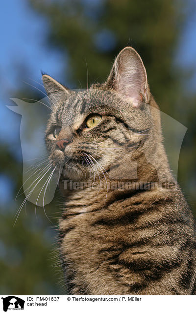 Katze im Portrait / cat head / PM-01637