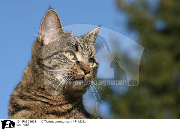 Katze im Portrait / cat head / PM-01638