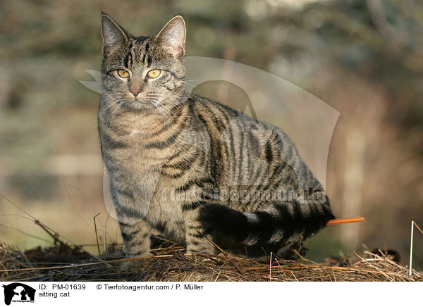sitzende Katze / sitting cat / PM-01639