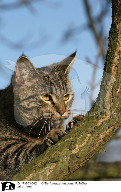 Katze auf Baum / cat on tree / PM-01642