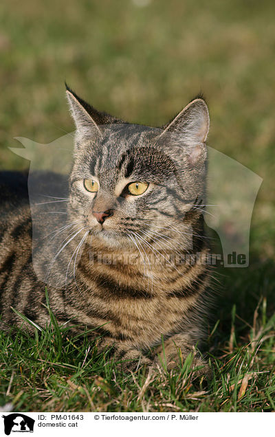 domestic cat / PM-01643