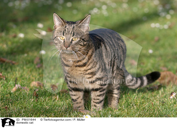 Hauskatze / domestic cat / PM-01644