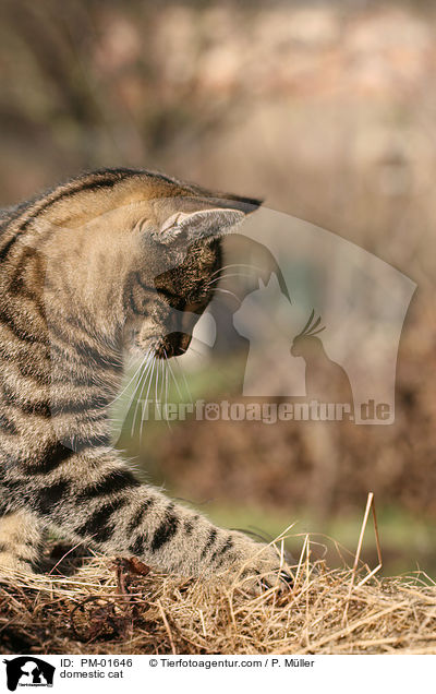 Hauskatze / domestic cat / PM-01646