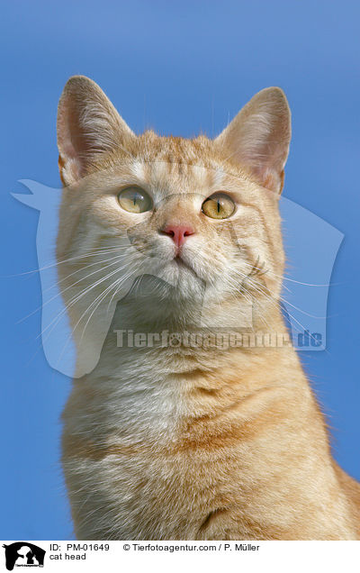 cat head / PM-01649