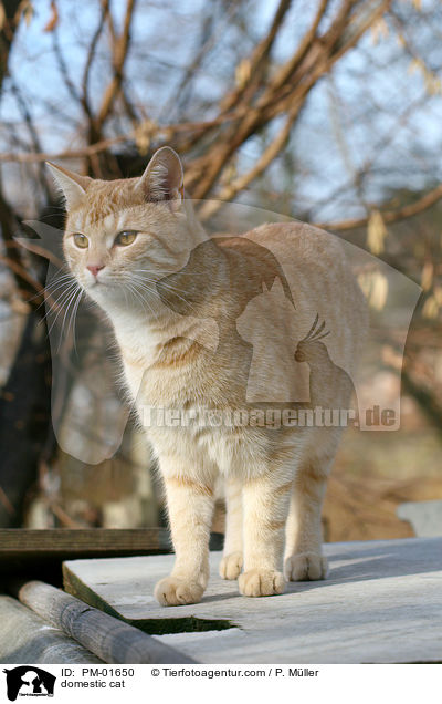 Hauskatze / domestic cat / PM-01650