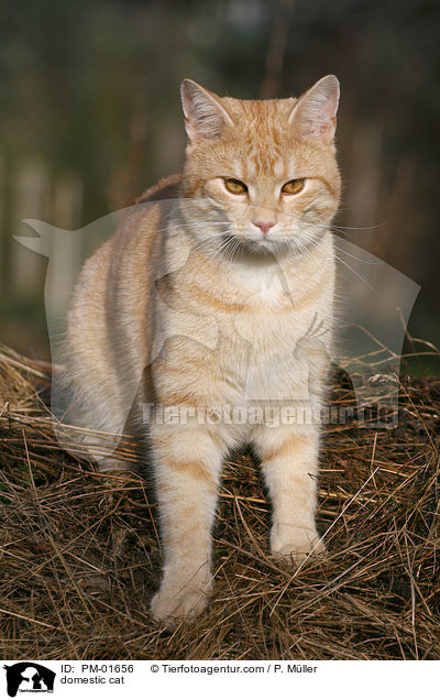 domestic cat / PM-01656