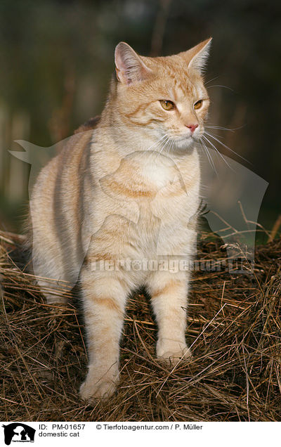 Hauskatze / domestic cat / PM-01657