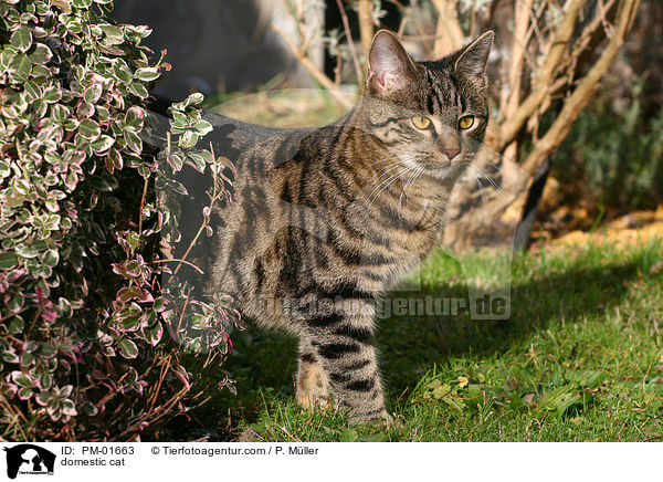 Hauskatze / domestic cat / PM-01663