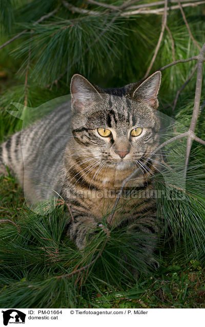 Hauskatze / domestic cat / PM-01664