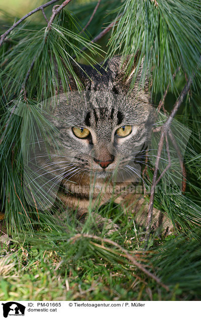Hauskatze / domestic cat / PM-01665