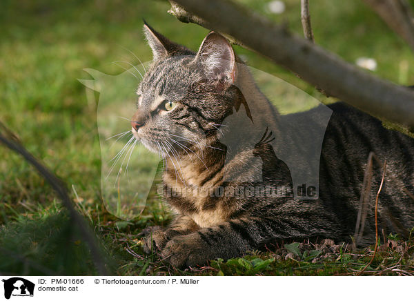 domestic cat / PM-01666