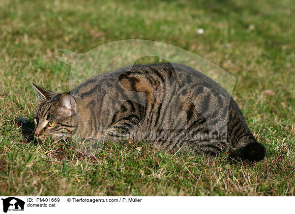 domestic cat / PM-01669