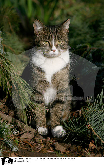 Hauskatze / domestic cat / PM-01670