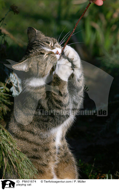 spielende Katze / playing cat / PM-01674