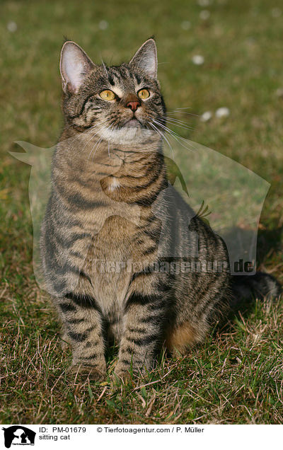 sitting cat / PM-01679