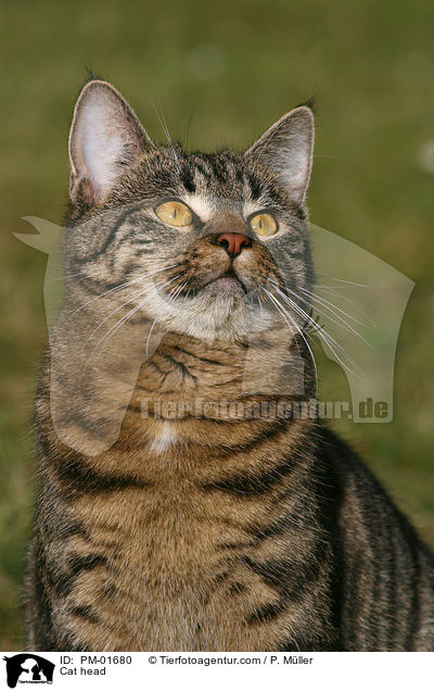 Cat head / PM-01680