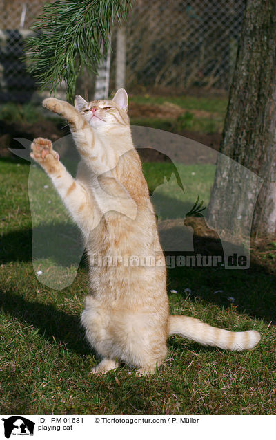 spielende Katze / playing cat / PM-01681